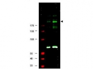 NBP1-78078 - IRS1