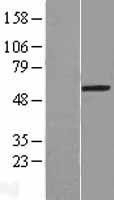 NBL1-12041 - IRX4 Lysate