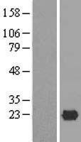 NBL1-12047 - ISG20 Lysate