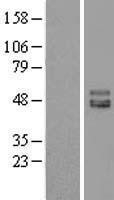 NBL1-12051 - ISLR Lysate