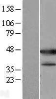 NBL1-12052 - ISLR Lysate