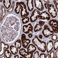 NBP1-82074 - ISOC2