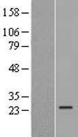 NBL1-12054 - ISOC2 Lysate
