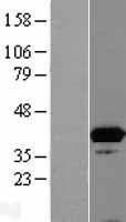 NBL1-12055 - ISY1 Lysate