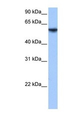NBP1-54984 - ISYNA1 / INO1