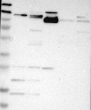 NBP1-86118 - Integrin alpha-7 / ITGA7