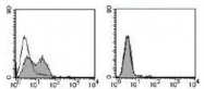 NBP1-54412 - Integrin alpha-7 / ITGA7