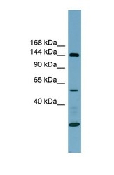 NBP1-59940 - Integrin alpha-8 / ITGA8