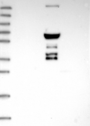 NBP1-84481 - ITGB1BP2 / Melusin