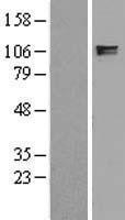 NBL1-12078 - ITIH2 Lysate