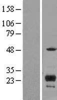 NBL1-12084 - ITM2C Lysate