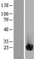 NBL1-12086 - ITPA Lysate
