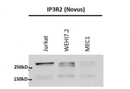 NB100-2466 - IP3 receptor 2 / ITPR2