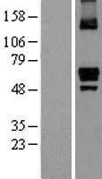 NBL1-12278 - ITPRIP Lysate
