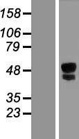 NBL1-12279 - ITPRIPL1 Lysate