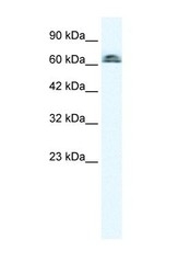 NBP1-53044 - IVNS1ABP