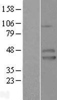 NBL1-12090 - IZUMO1 Lysate
