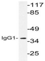 NBP1-30530 - IGHG1