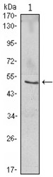 NBP1-51637 - NFKBIB / IKBB