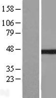 NBL1-13621 - IkB beta Lysate