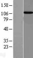 NBL1-12015 - Importin-13 Lysate