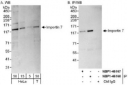 NBP1-46167 - RanBP7 / Importin-7