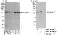 NBP1-46168 - RanBP7 / Importin-7