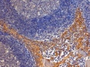 NB100-1072 - RanBP8 / Importin-8