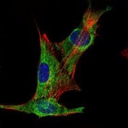 NBP1-51660 - Inhibin alpha / INHA
