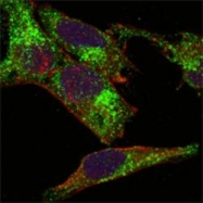 NB110-89459 - Inhibin alpha / INHA