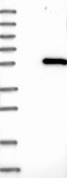 NBP1-89635 - InsP6 kinase 2 / IP6K2