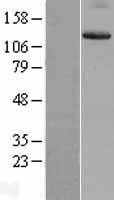 NBL1-12067 - Integrin alpha 9 Lysate