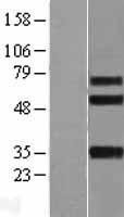 NBL1-12077 - Integrin beta-like protein 1 Lysate