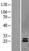 NBL1-11842 - Interferon alpha 2 Lysate