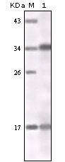 NBP1-51538 - IFNA1 / Interferon-alpha 1