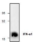 NBP1-45637 - IFNA1 / Interferon-alpha 1