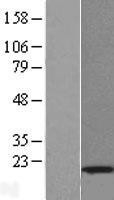 NBL1-12046 - Interferon-induced 17 kDa protein Lysate