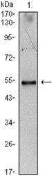 NBP1-51627 - Interleukin-34 / IL34