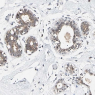 NBP1-88264 - Interleukin-24 / IL24