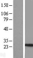 NBL1-11945 - Interleukin-24 Lysate