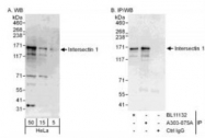 NBP1-71832 - Intersectin-1 / ITSN1