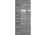 NB120-20597 - Invertase