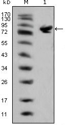 NBP1-47439 - Islet-1 / ISL1