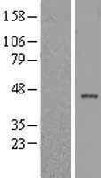 NBL1-12050 - Islet 1 Lysate