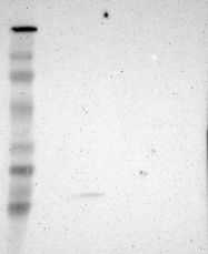 NBP1-87886 - JM4 / PRAF2
