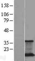 NBL1-14721 - JM4 Lysate