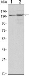NBP1-51678 - KDM3A / JHDM2A