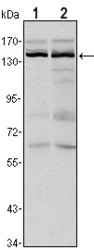 NBP1-51679 - KDM3A / JHDM2A