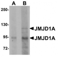 NBP1-77070 - KDM3A / JHDM2A