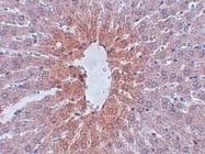 NBP1-77072 - JMJD1C / TRIP8